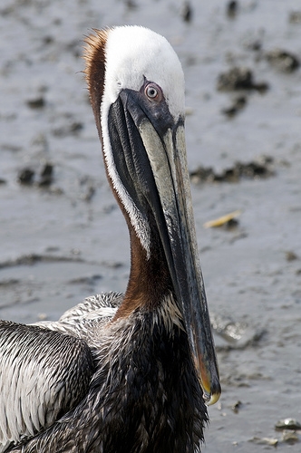 Cedar Key Pelican.JPG
